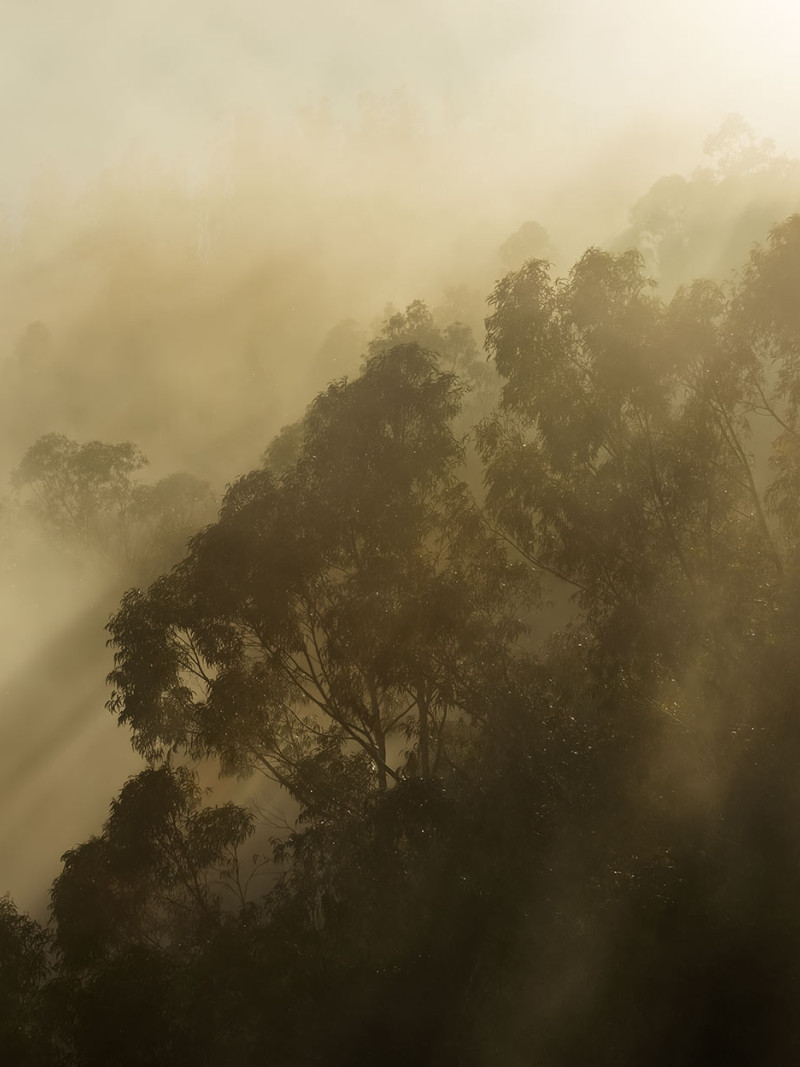 Foggy Sunshine - Thumbnail View 1