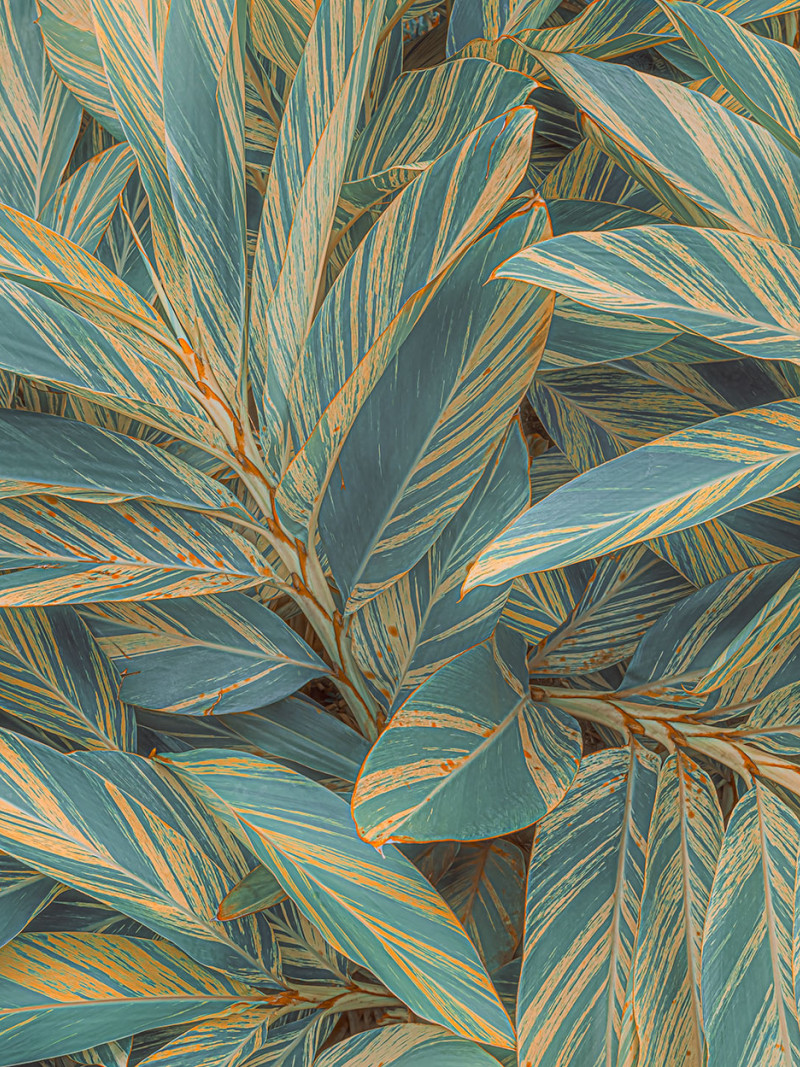 Amazonia Vibes - Thumbnail View 1