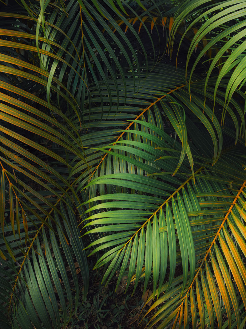 Amazon Fern - Thumbnail View 1