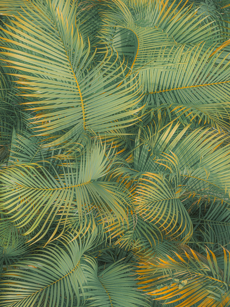 Neon Fern - Thumbnail View 1