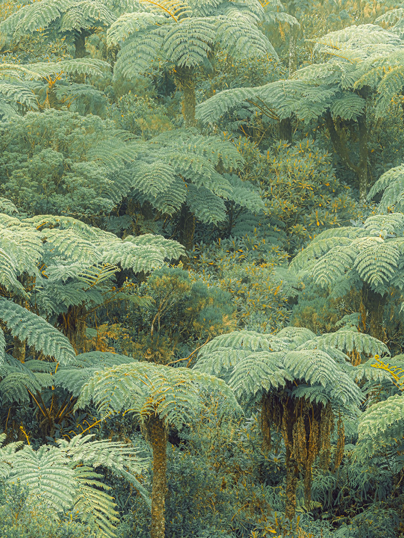 Jungle Lands - Thumbnail View 1