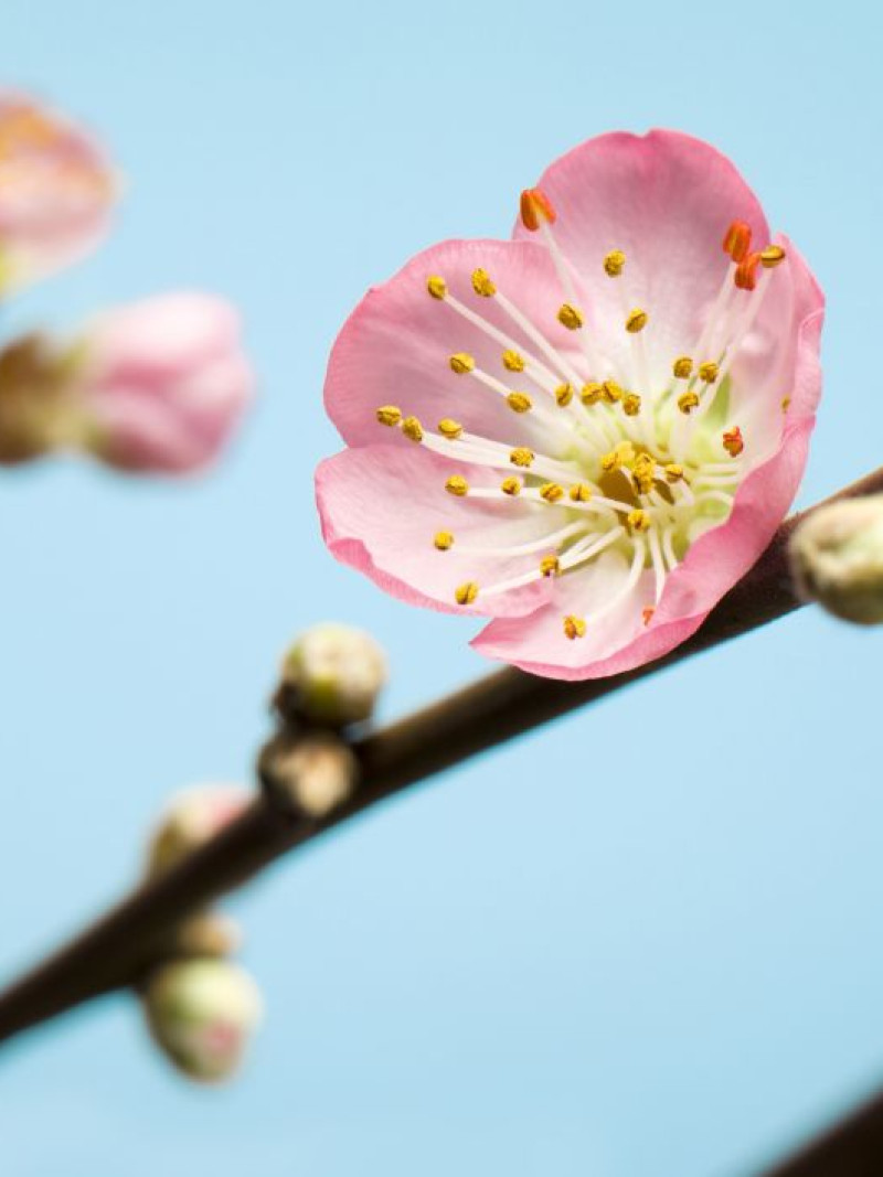 Peach Blossom - Thumbnail View 1