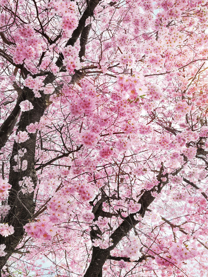 Bloom - Thumbnail View 1