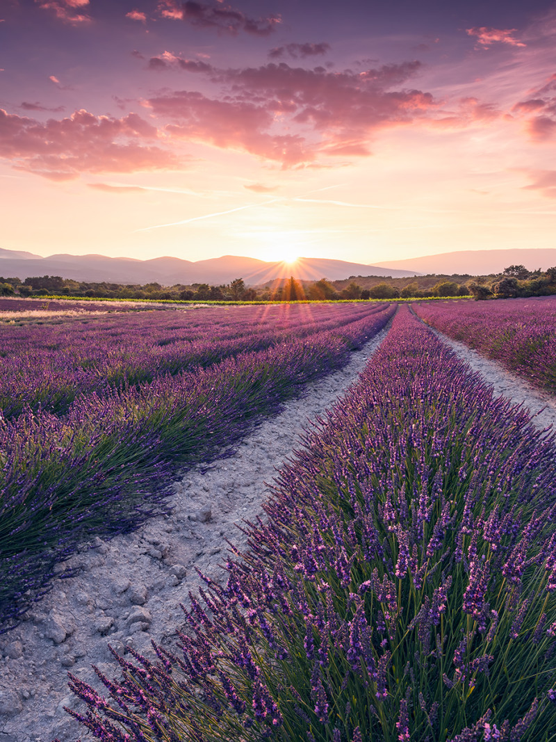 Lavender Dream - Thumbnail View 1