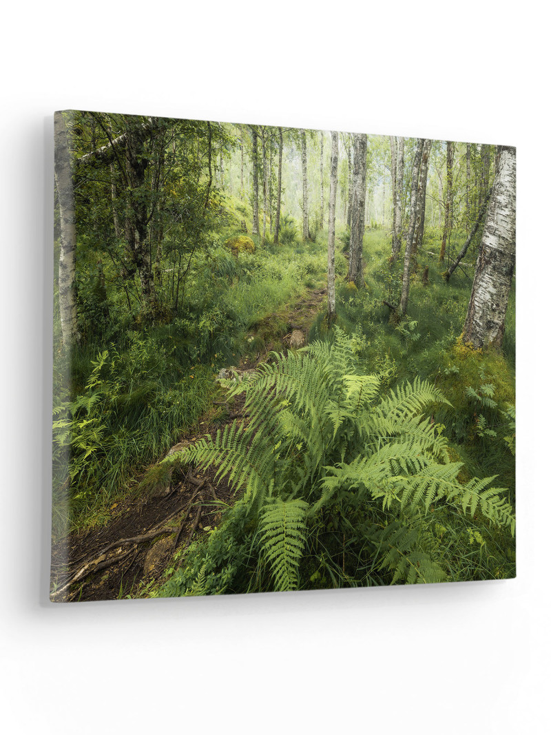 Mystic Birch Grove - Thumbnail View 1