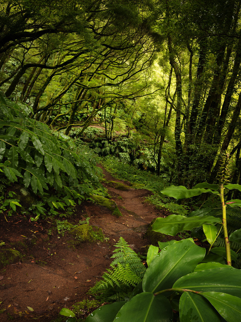 The Path - Thumbnail View 1