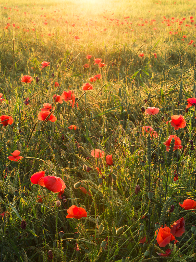 Poppy World I - Thumbnail View 1