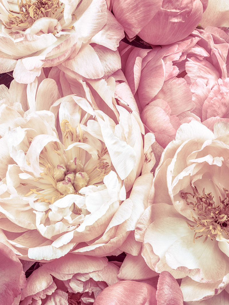 Peonies - Thumbnail View 1