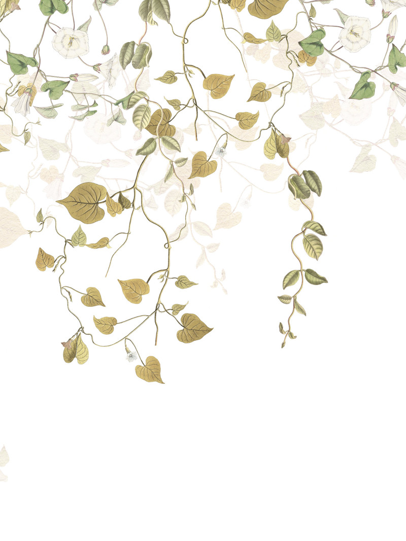 Hedera - Thumbnail View 1