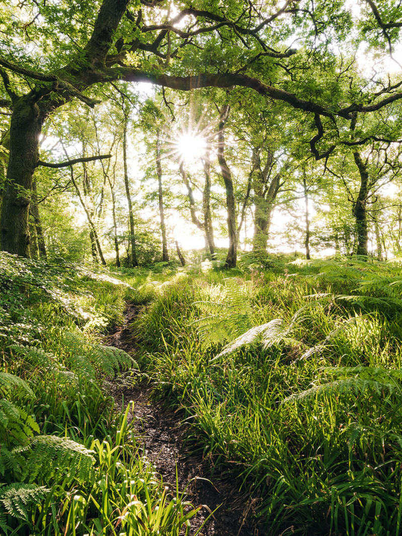 Mystic Path - Thumbnail View 1