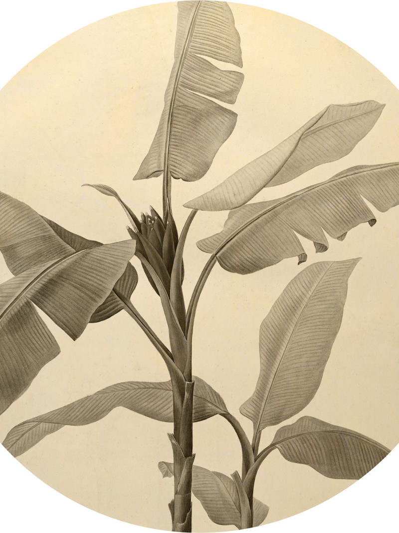 Banana Plant - Thumbnail View 1