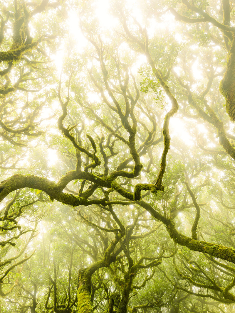 Green Fire - Thumbnail View 1