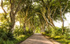 Golden Hedges - View 1
