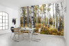 Colorful Aspenwoods - View 1