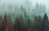 Foggy Firs - View 1