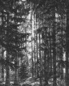 Lustres Lapland - View 1