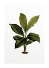 Elastica Leaf