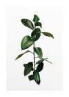 Ficus Branch
