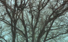 Whispering Woods - View 1