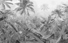 Amazonia Black and White - View 1