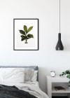 Elastica Leaf