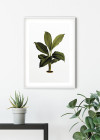 Elastica Leaf