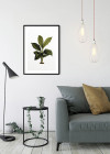Elastica Leaf