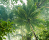 Climber Canopy - View 1