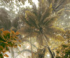Palms Panorama - View 1