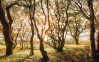 Bold Birch - View 1