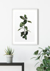 Ficus Branch
