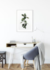 Ficus Branch