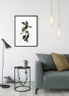 Ficus Branch