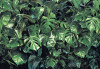 Verdure - View 1