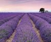 Provence - View 1