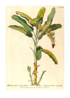 Rainforest Sapling