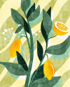 Lemon Fresh - View 1