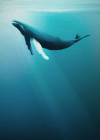 Artsy Humpback Whale - View 1