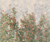 Wall Roses - View 1