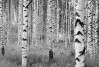 Woods - View 1