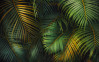 Amazon Fern - View 1