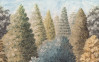 Painted Woods - View 1