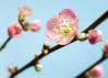 Peach Blossom - View 1