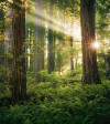 Goblins Woods - View 1