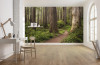 Redwood Trail - View 1