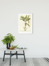 Rainforest Sapling