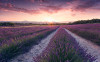 Lavender Dream - View 1