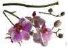 Orchidee - View 1