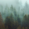 Foggy Firs