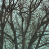 Whispering Woods